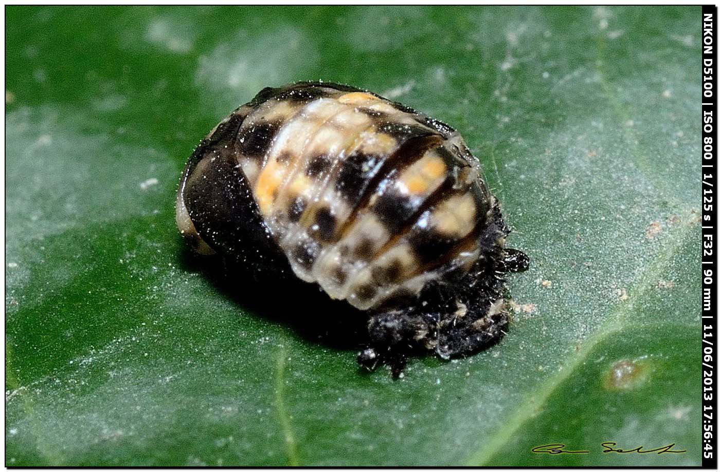 Pupa di  Coccinellidae da id.